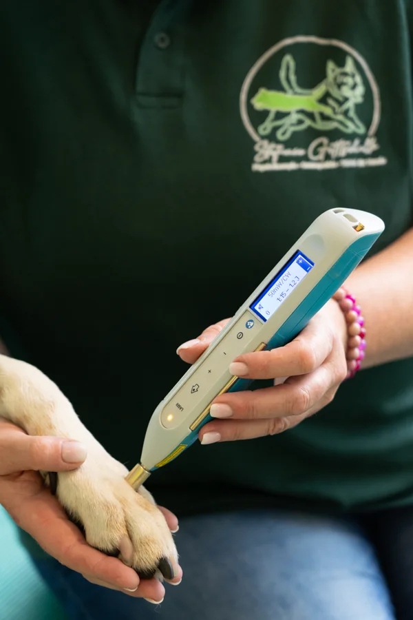 Laserakupunktur beim Hund - schmerzfreie Akupunktur ohne Nadeln mit modernem Lasergerät
