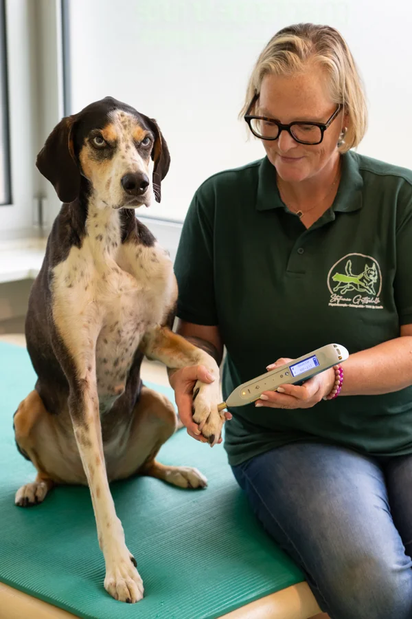TCVM Behandlung beim Hund - traditionelle chinesische Veterinärmedizin mit Laserpen für Akupunkturpunkte